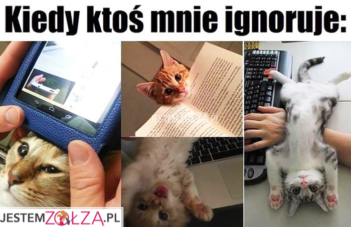 Kiedy ktoś mnie ignoruje koty kotki przeszkadzają w pracy