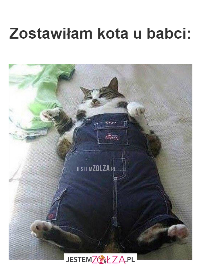  Zostawiłam kota u babci: