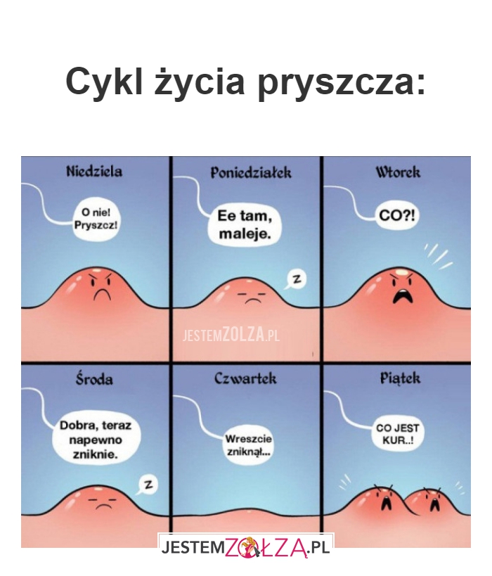 Cykl życia pryszcza