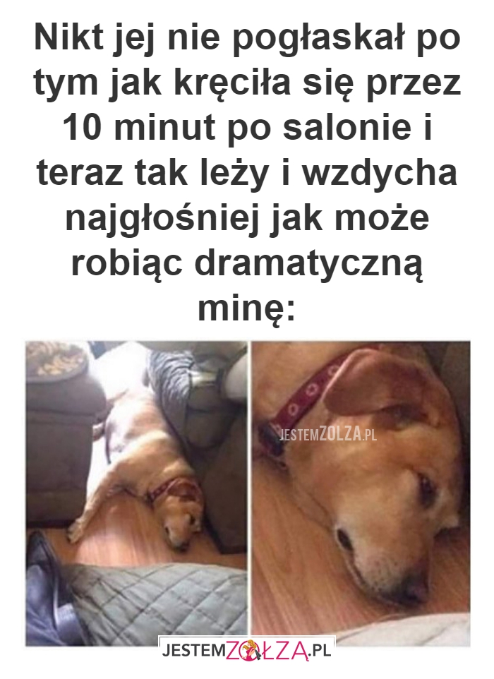 Nikt jej nie pogłaskał