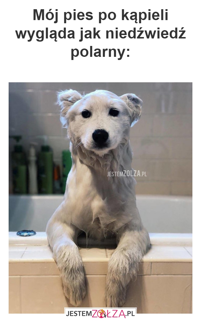 Mój pies po kąpieli