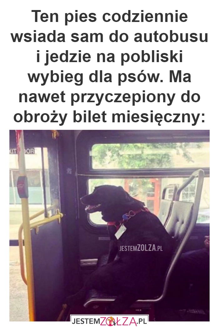 Ten pies codziennie wsiada 