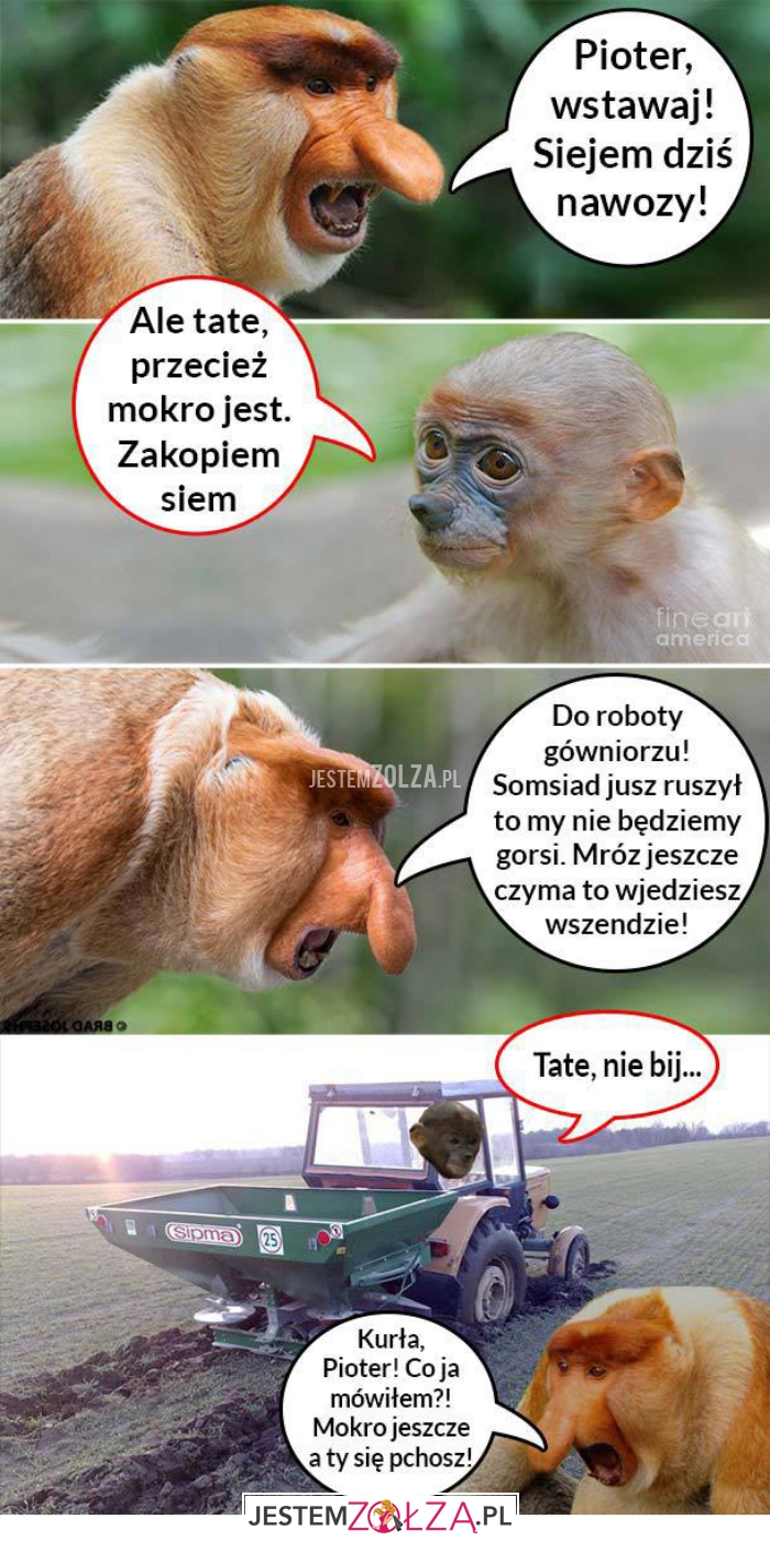pioter, wstawaj